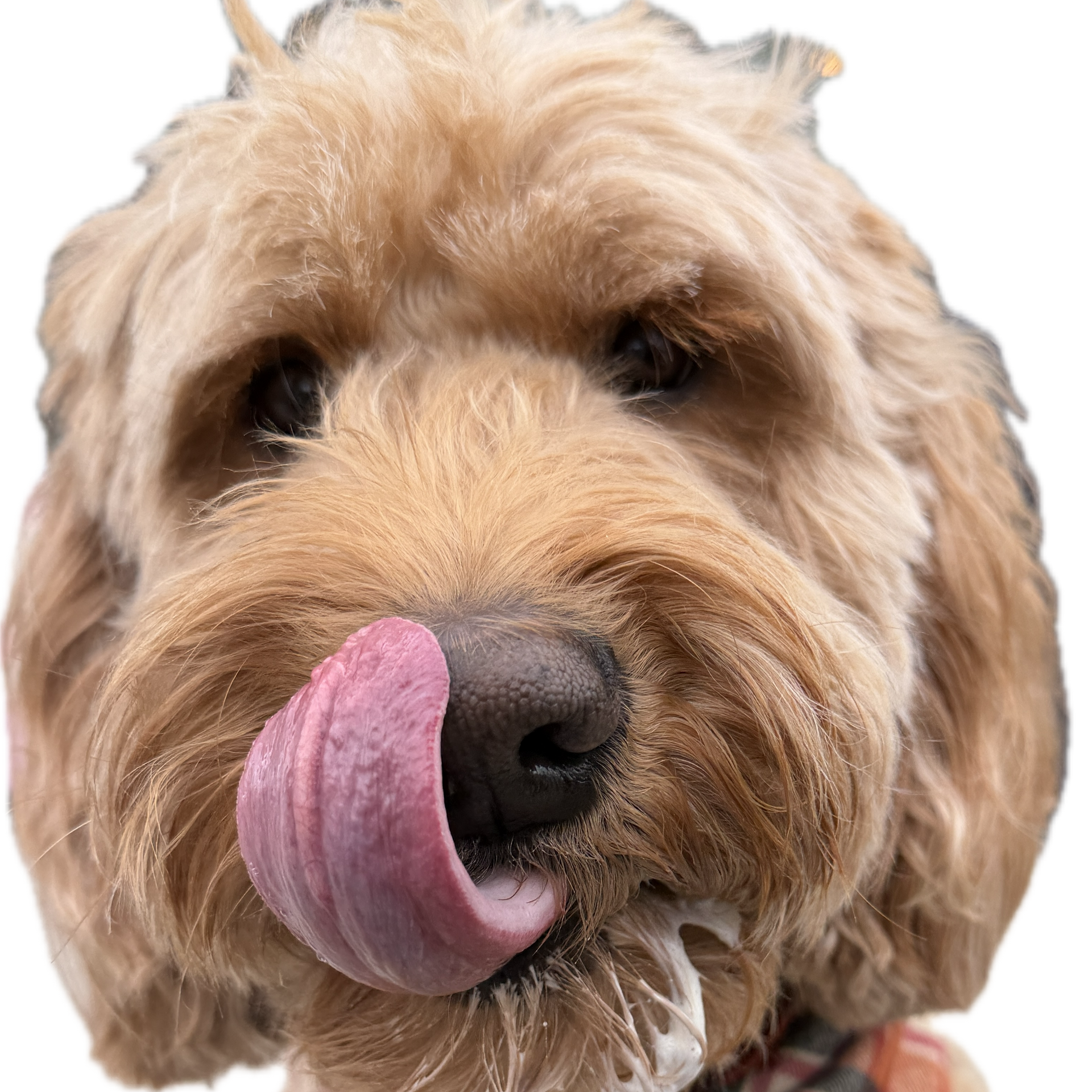Les Ruffs — For the Love of Doodle